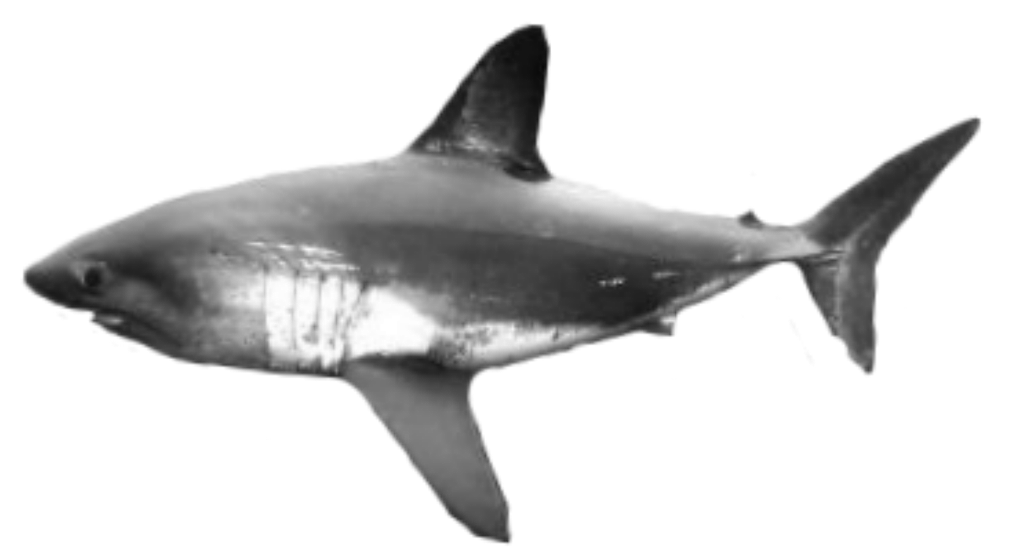Deep Sea Shark